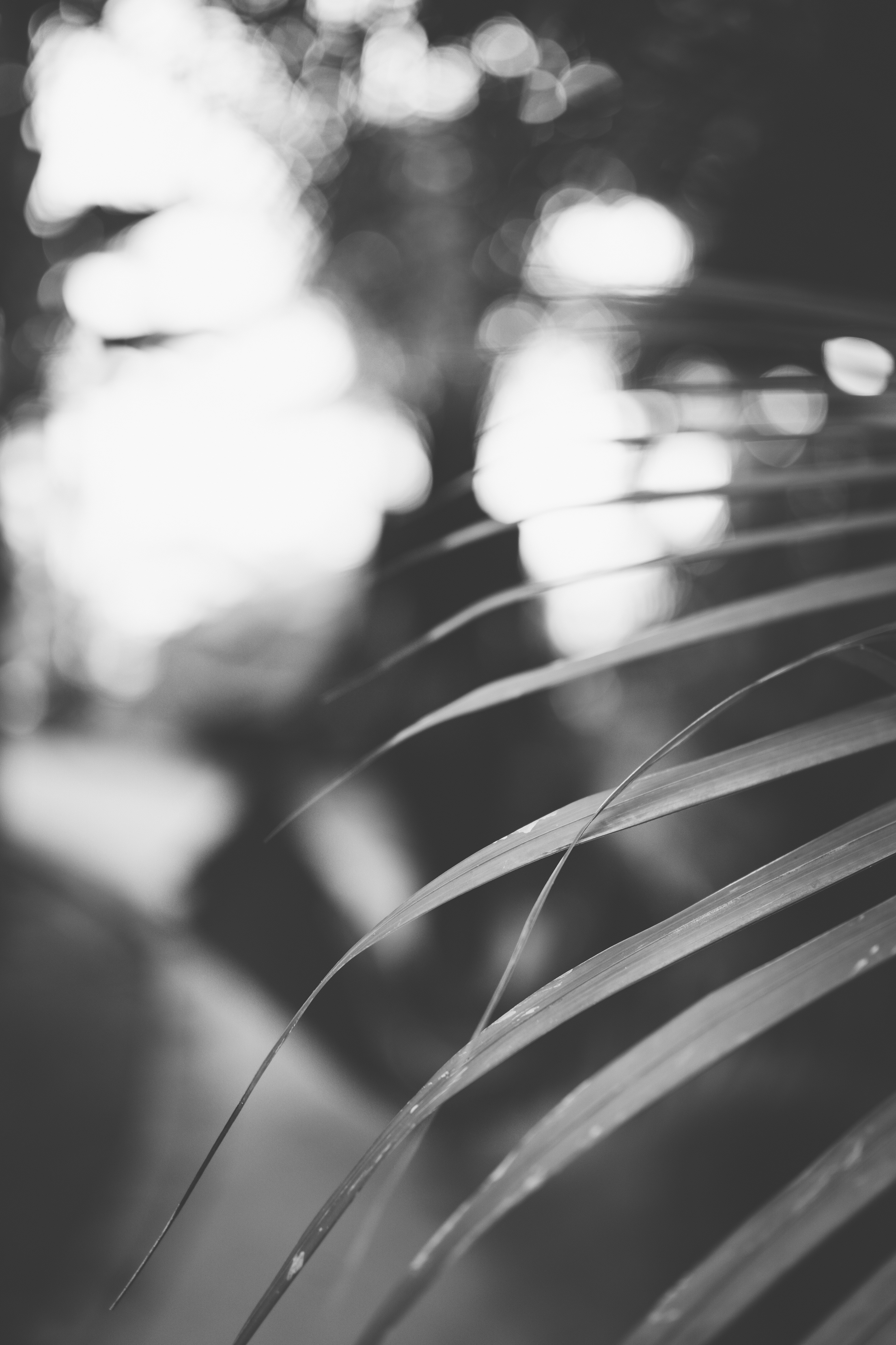 Maz / Puerto Escondido, Mexico