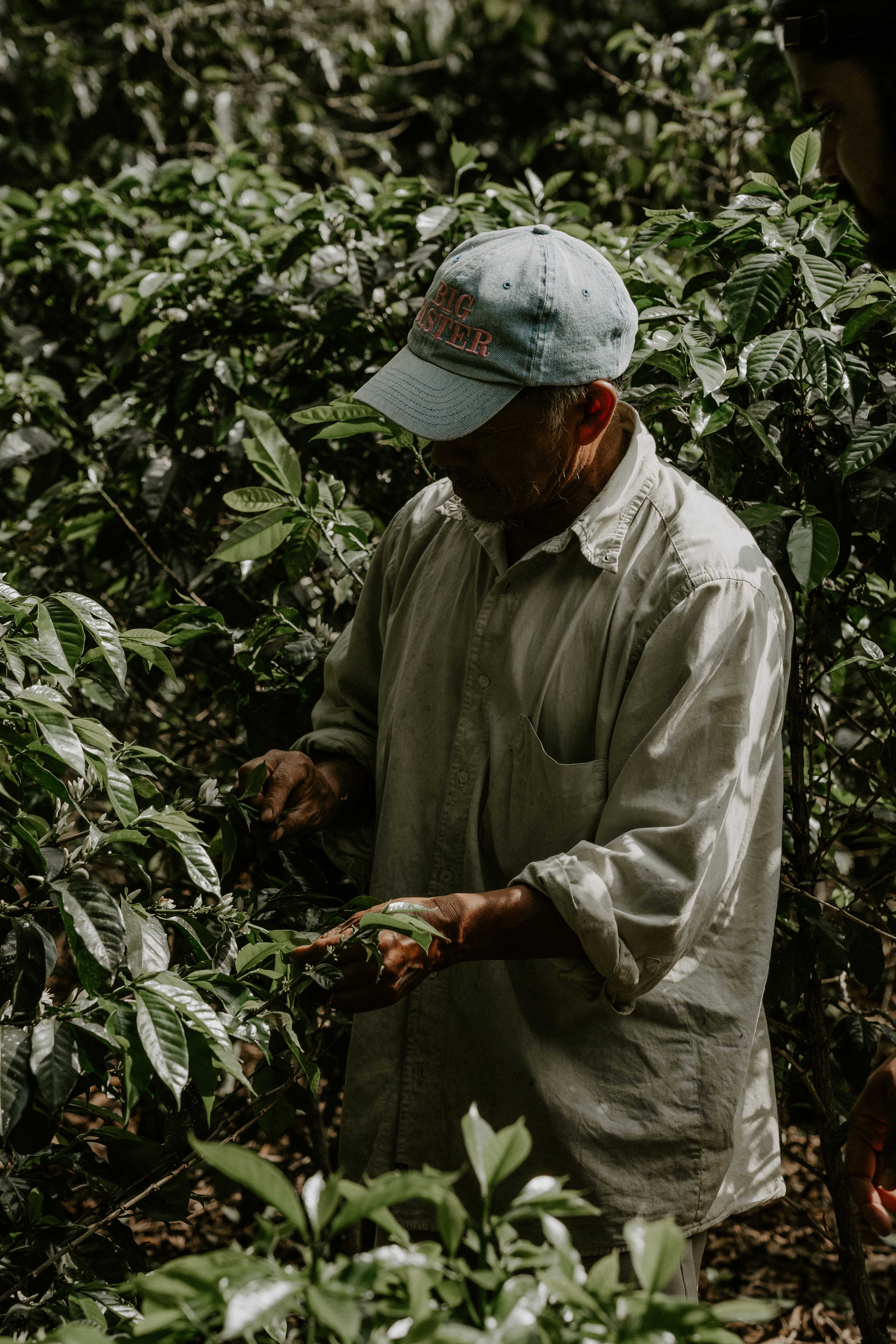 Coffee plantation / Guatemala