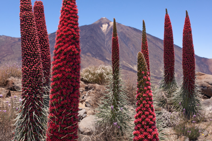 Tajinaste y El Teide, Las Cañadas del Teide