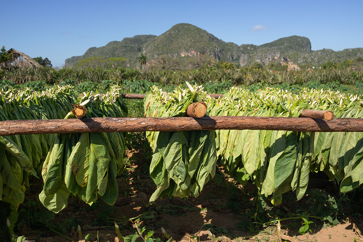 Tobacco field in Viñales