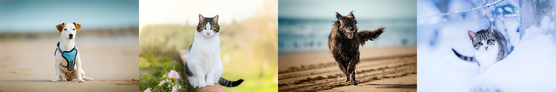 Ir para galeria de imagens. Go to photo gallery.