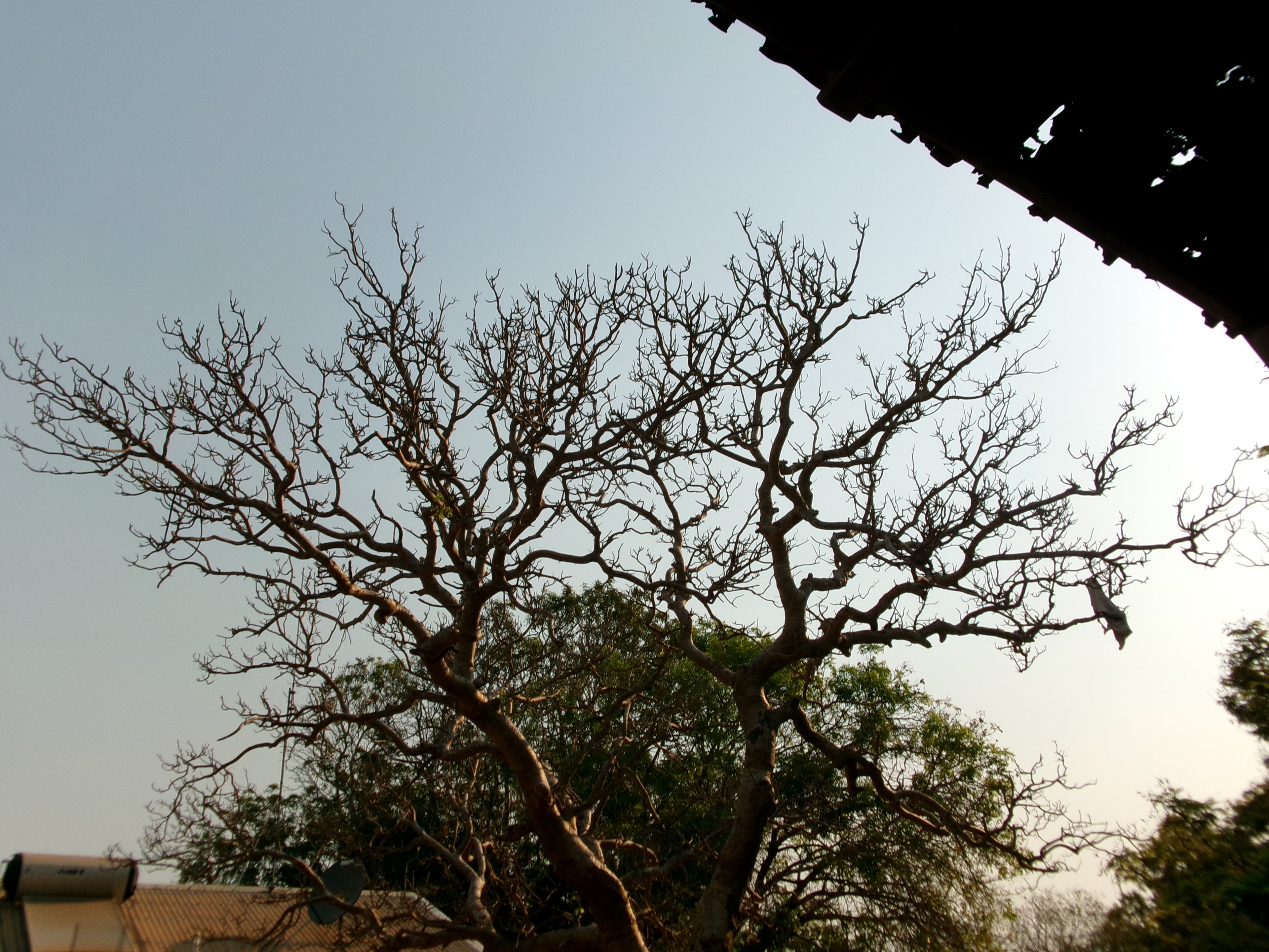 This tree is beautiful, it's a helicopter tree. It's calming. © Johlando 2023 