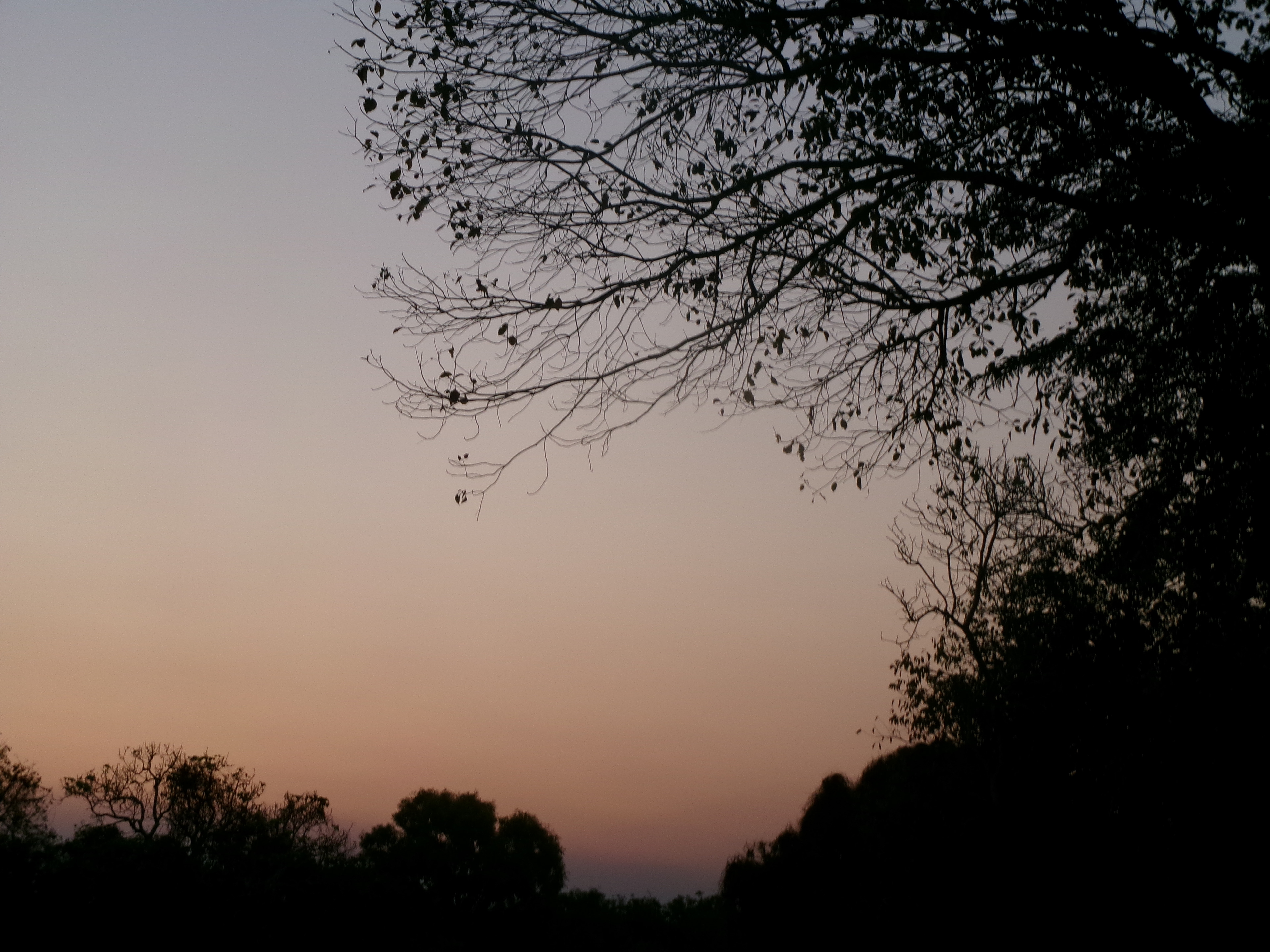 I like the colours of the sunset and the tree. © Nevaya 2023 