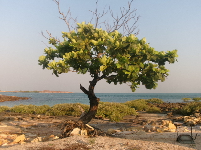 'My favourite tree' This is my nana's tree next to my nana's apartment. It's special to me because my nana passed away. You can use damper and bread in the water when the ride is up and then you'll see mullet which you can use for bait. My nana told my uncle and my uncle told me.© Jasmine 2023 