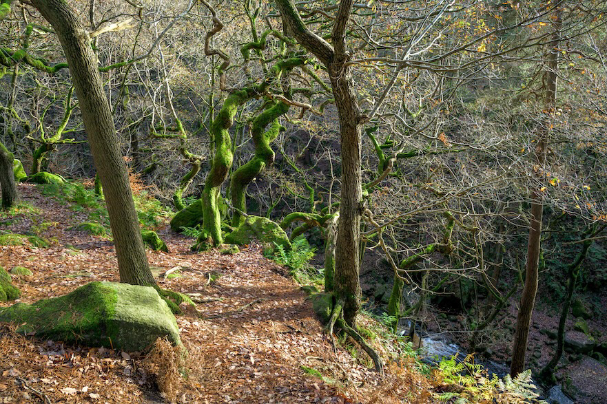 Picnic Corkscrews - Low resolution © Mark Sterry-Blunt - Prints full resolution