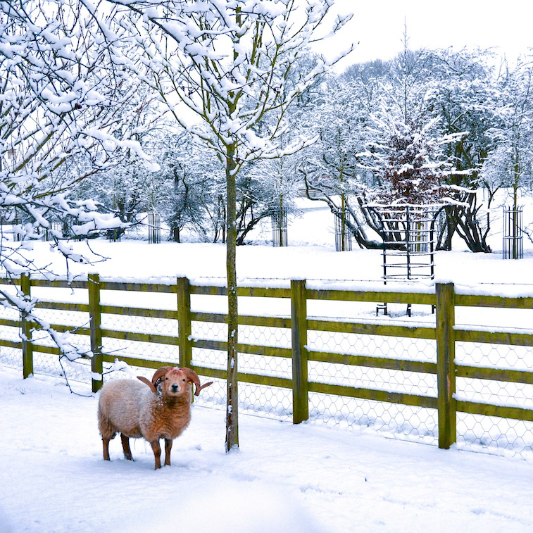 Wool Hello - Low resolution © Mark Sterry-Blunt - Prints full resolution