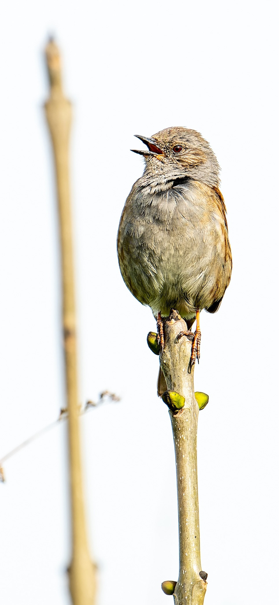 Top of the Morning - Low resolution © Mark Sterry-Blunt - Prints full resolution