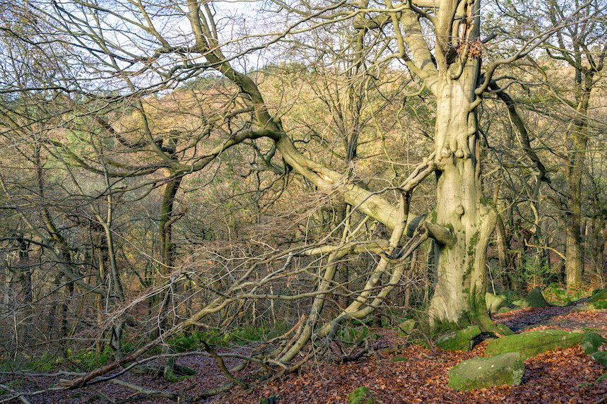 Smooth in the Sun - Low resolution © Mark Sterry-Blunt - Prints full resolution