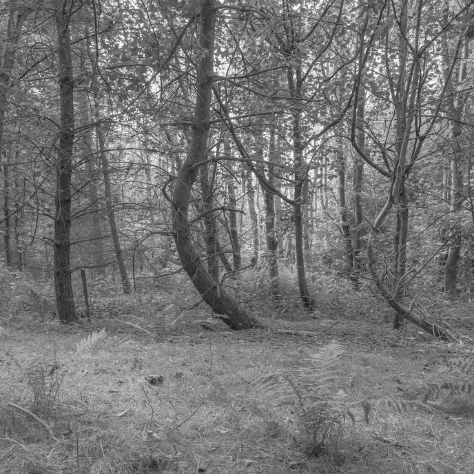 Snake Trees - Low resolution © Mark Sterry-Blunt - Prints full resolution