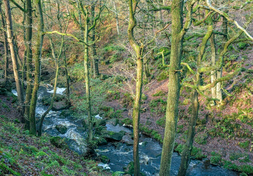 Shady Brook - Low resolution © Mark Sterry-Blunt - Prints full resolution