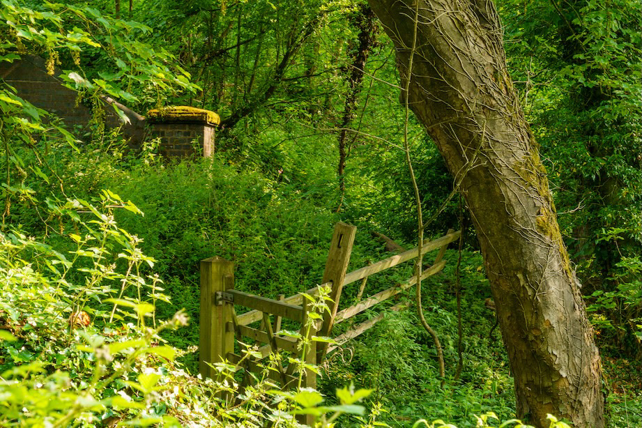 Undergrowth Overgrowth - Low resolution © Mark Sterry-Blunt - Prints full resolution