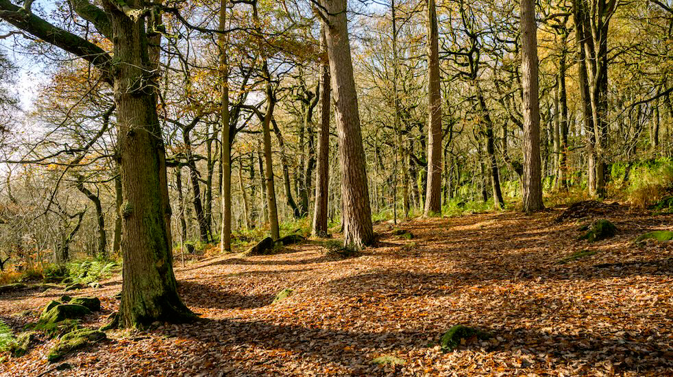 Shadows Probing Inwards - Low resolution © Mark Sterry-Blunt - Prints full resolution