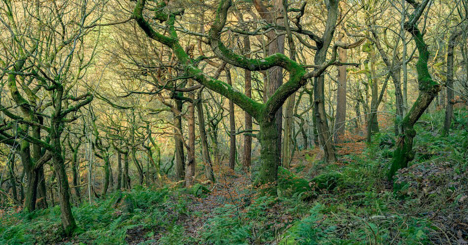 Whirling Ballerinas - Low resolution © Mark Sterry-Blunt - Prints full resolution