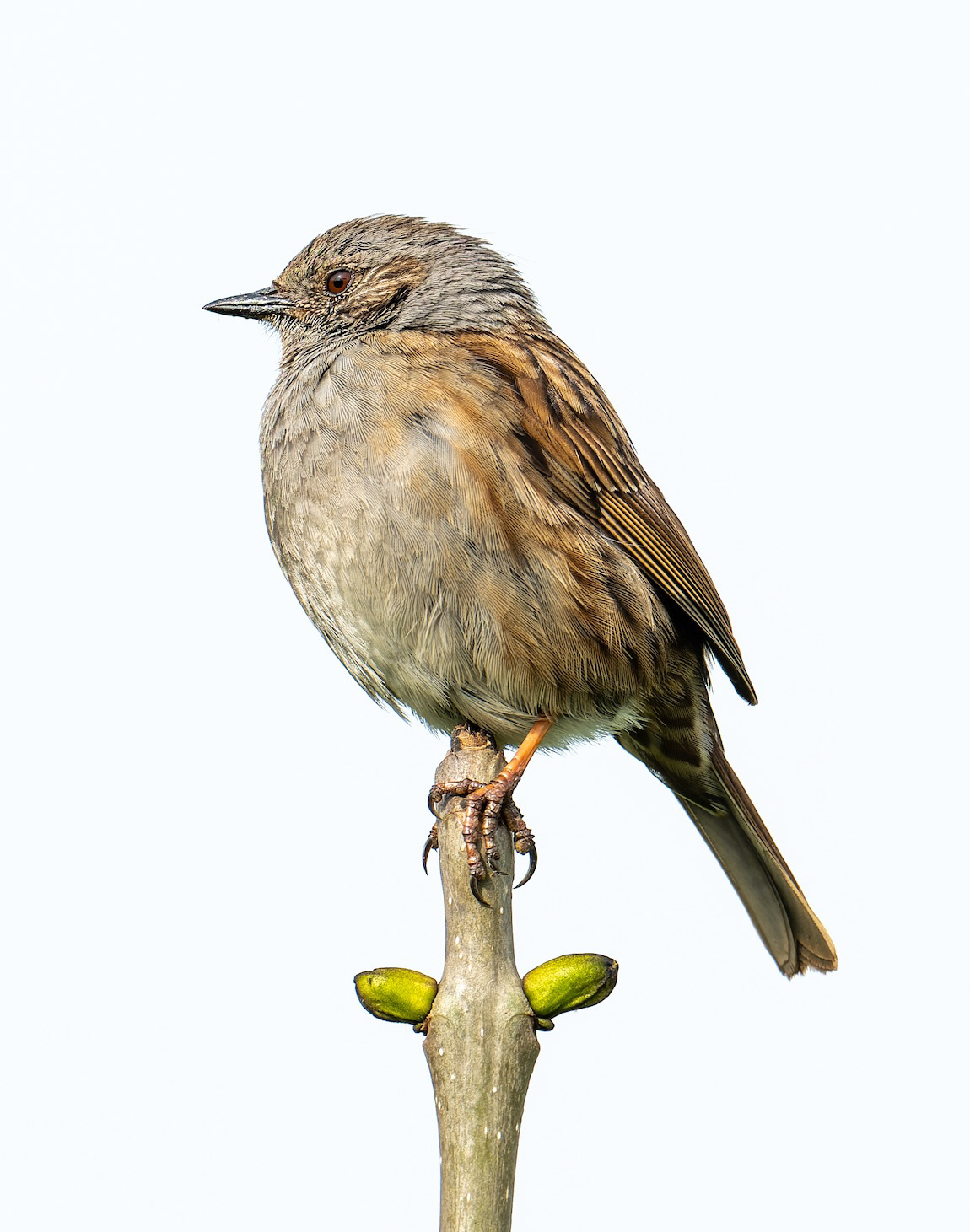 Tip-top - Low resolution © Mark Sterry-Blunt - Prints full resolution