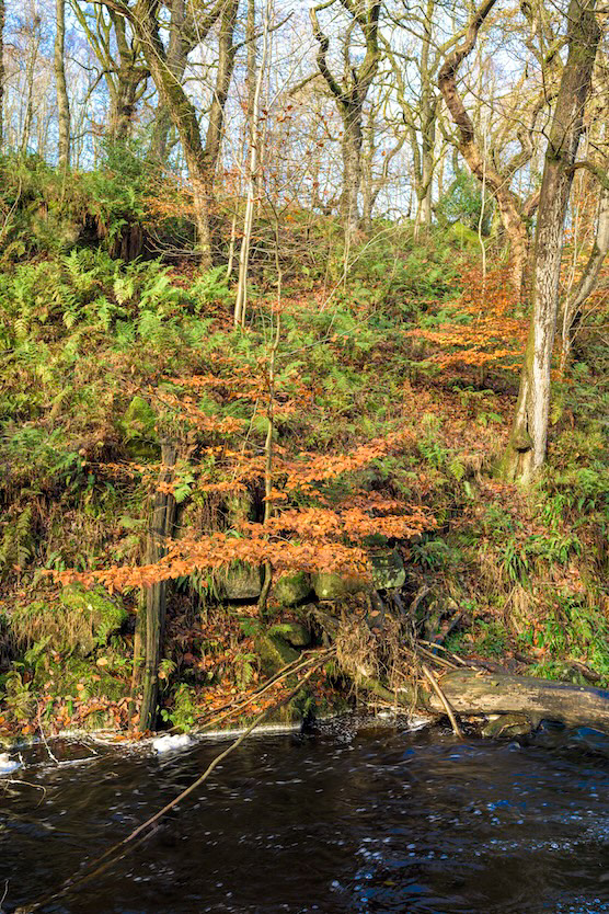 Sunshine Beech - Low resolution © Mark Sterry-Blunt - Prints full resolution