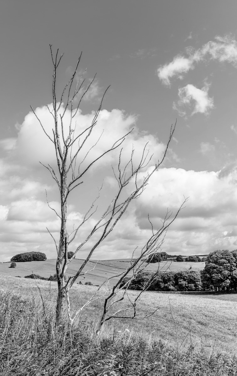 Still Here - Low resolution © Mark Sterry-Blunt - Prints full resolution