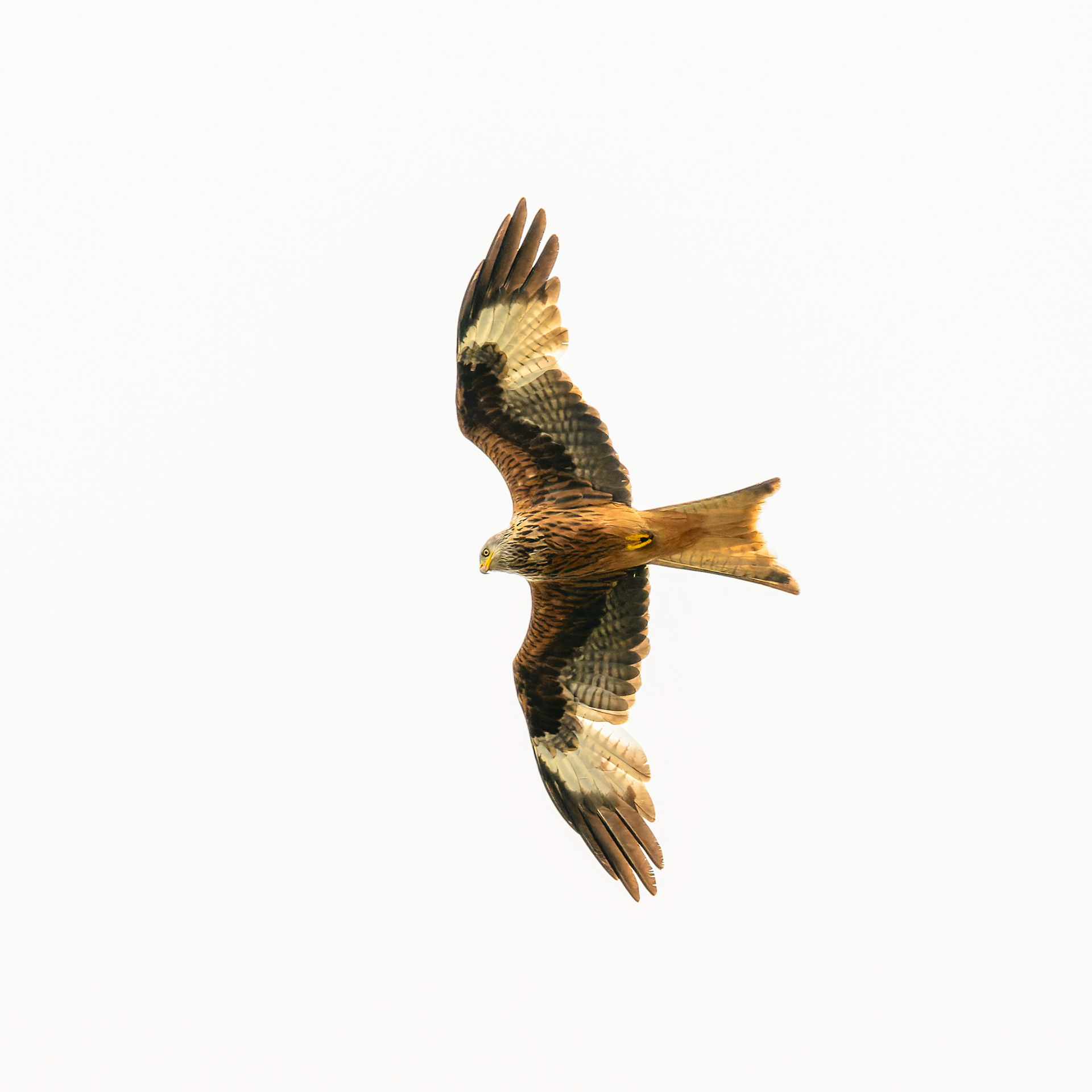 Reconnaissance - Low resolution © Mark Sterry-Blunt - Prints full resolution