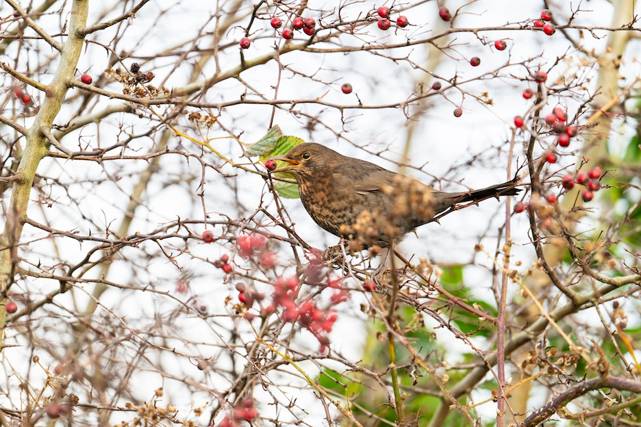 A Berry in the Beak is Worth Two in the Bush - Low resolution © Mark Sterry-Blunt - Prints full resolution