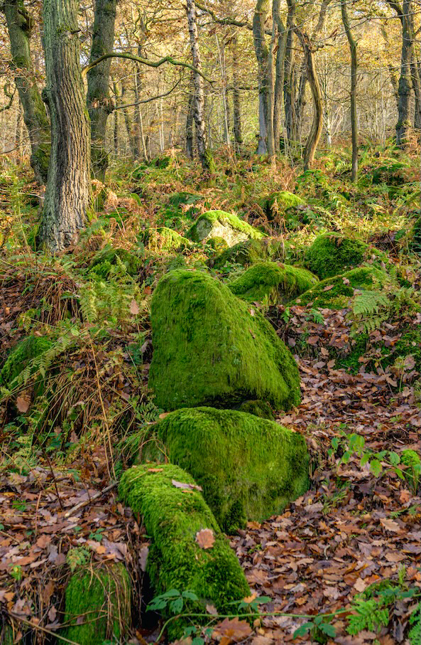 Showing the Way - Low resolution © Mark Sterry-Blunt - Prints full resolution