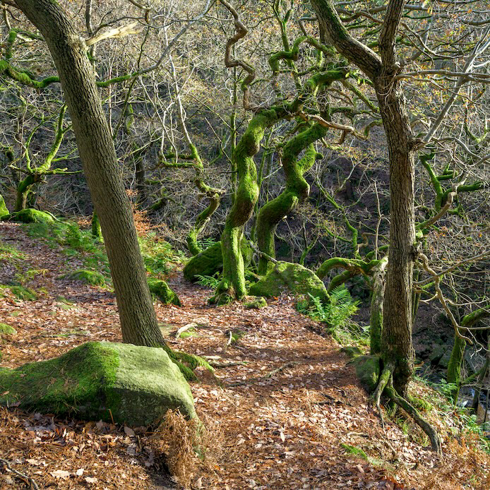 Picnic Corkscrews 1:1 - Low resolution © Mark Sterry-Blunt - Prints full resolution