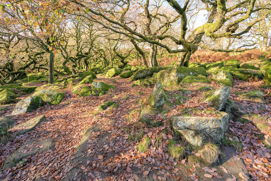 Quite a Mix - Low resolution © Mark Sterry-Blunt - Prints full resolution