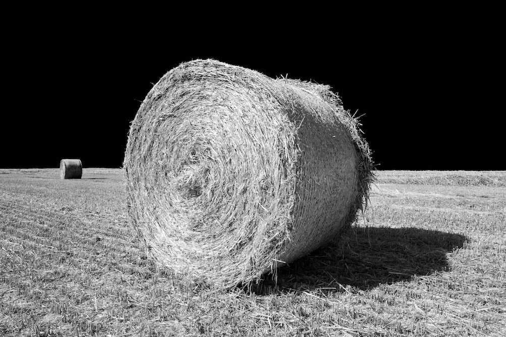 Well Rounded - Low resolution © Mark Sterry-Blunt - Prints full resolution