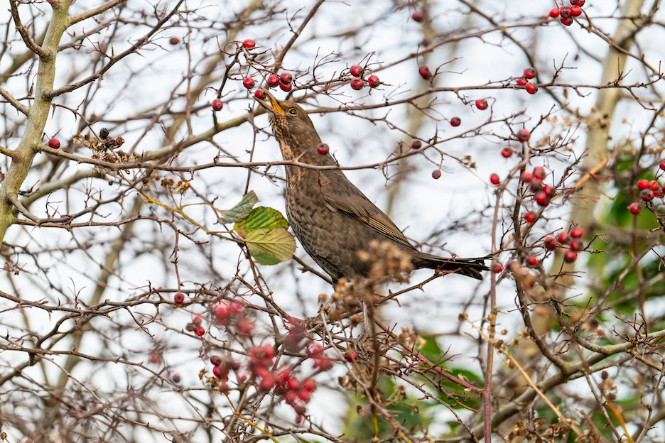 Thank You - Low resolution © Mark Sterry-Blunt - Prints full resolution