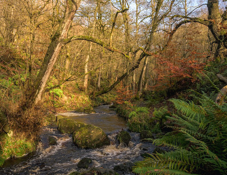 Sunny Bank - Low resolution © Mark Sterry-Blunt - Prints full resolution