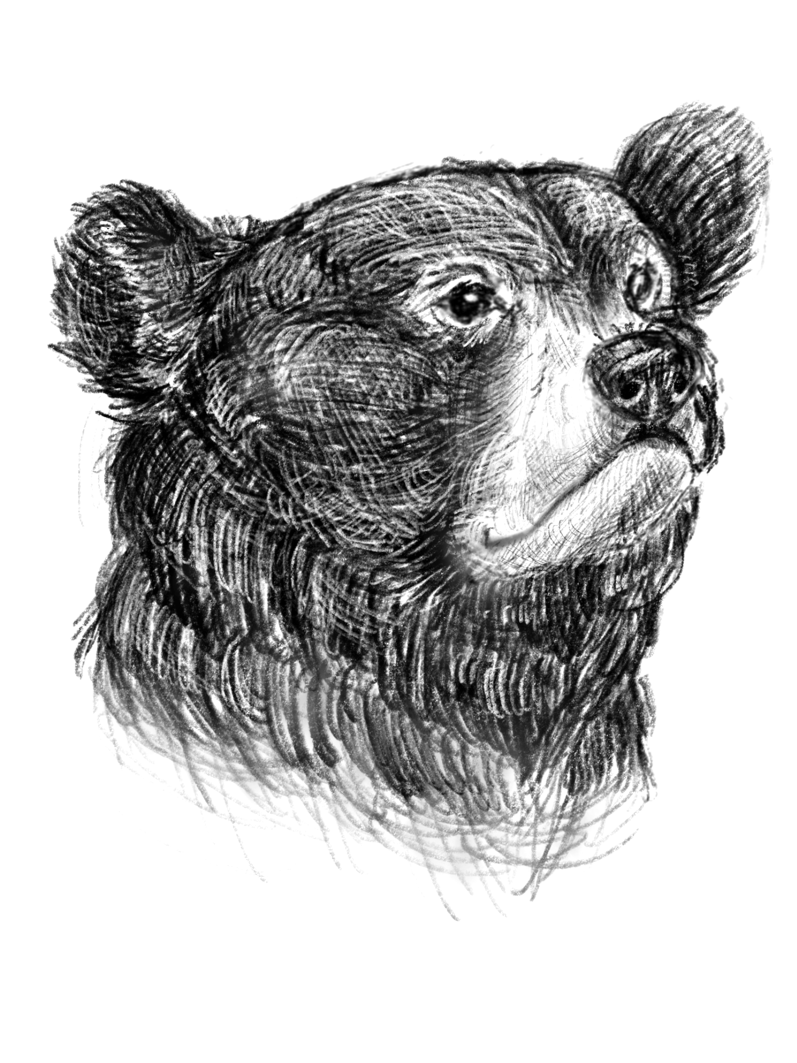 Black Bear Spot Illustration