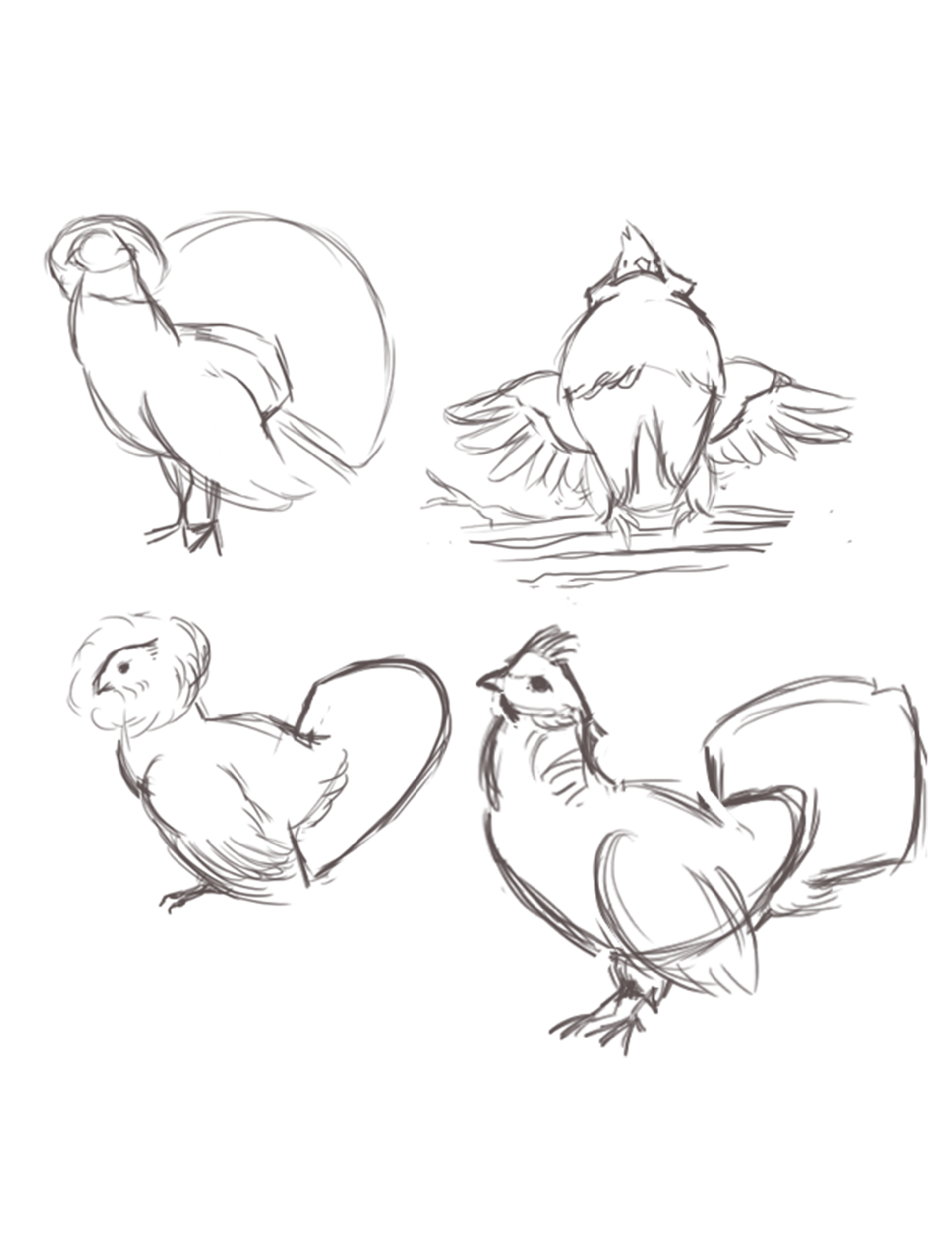 Ruffed Grouse Sketches
