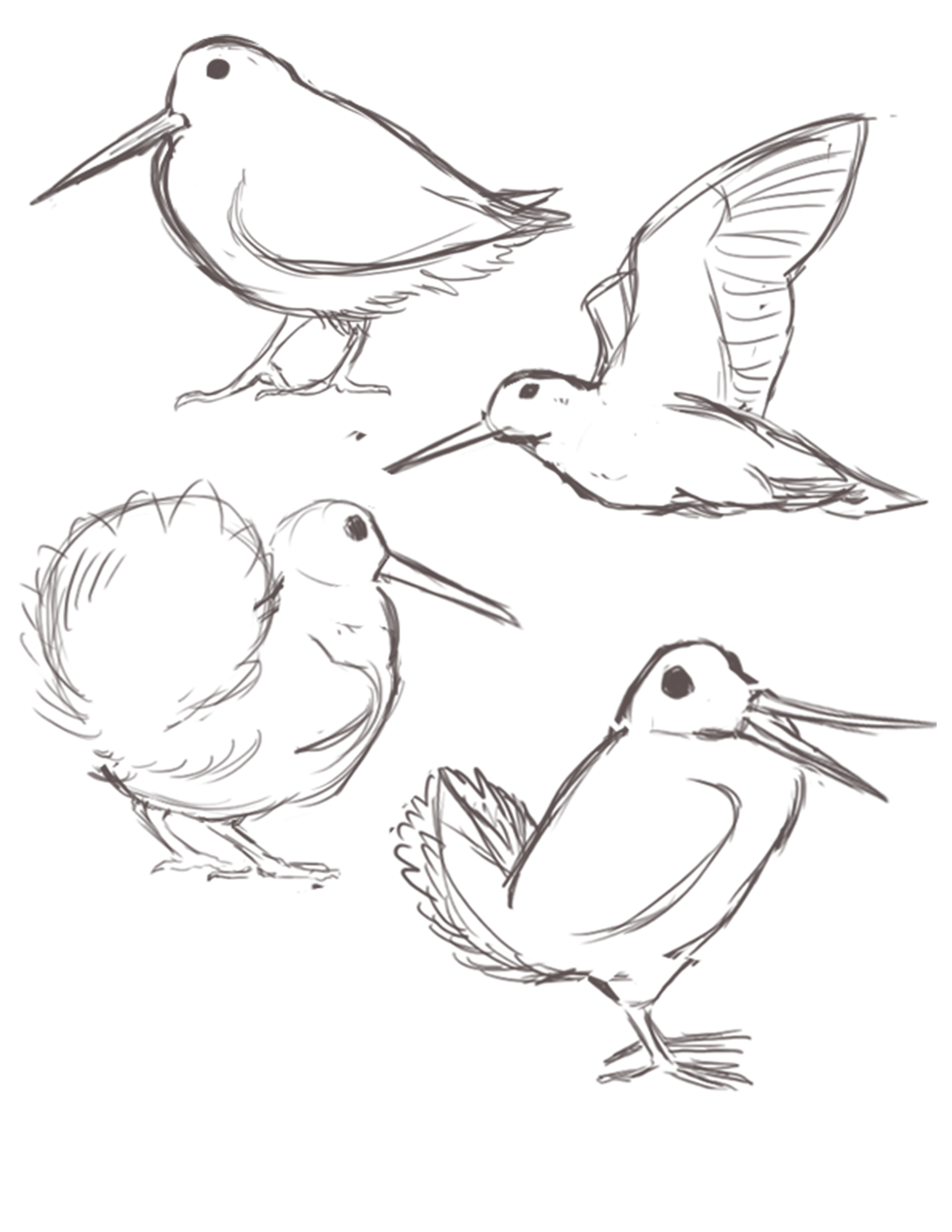 Woodcock Sketches