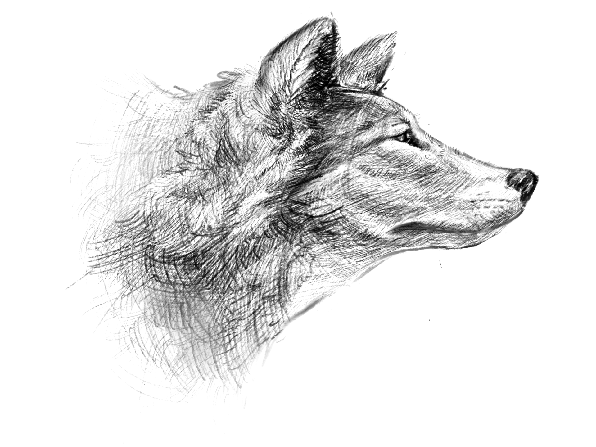 Gray Wolf Spot Illustration