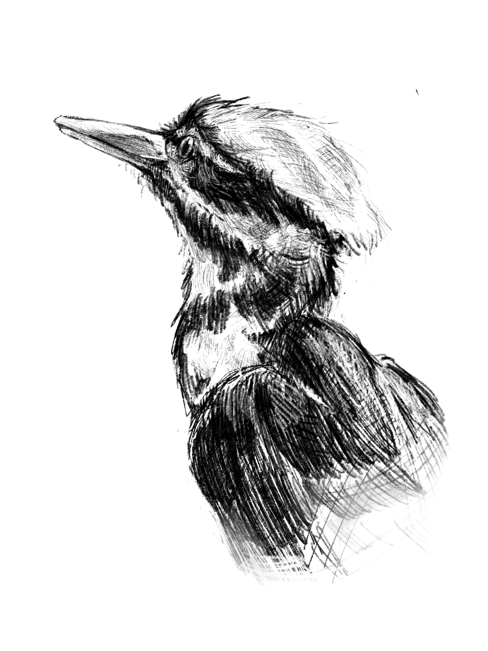 Pileated Woodpecker Spot Illustration