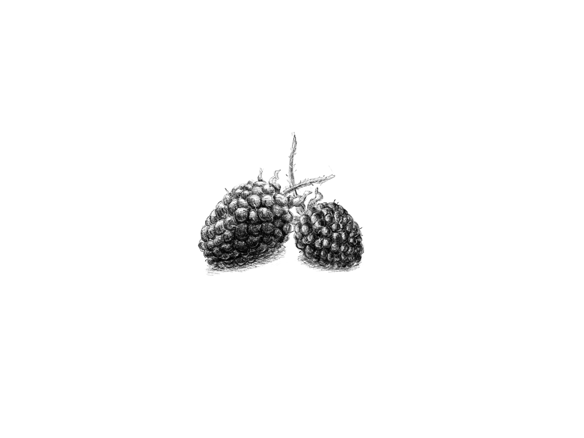 Blackberry Spot Illustration