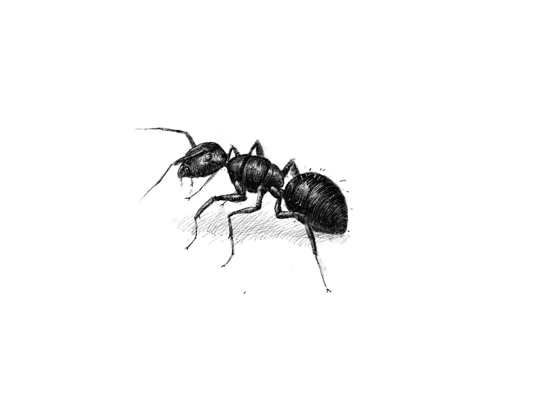 Carpenter Ant Spot Illustration