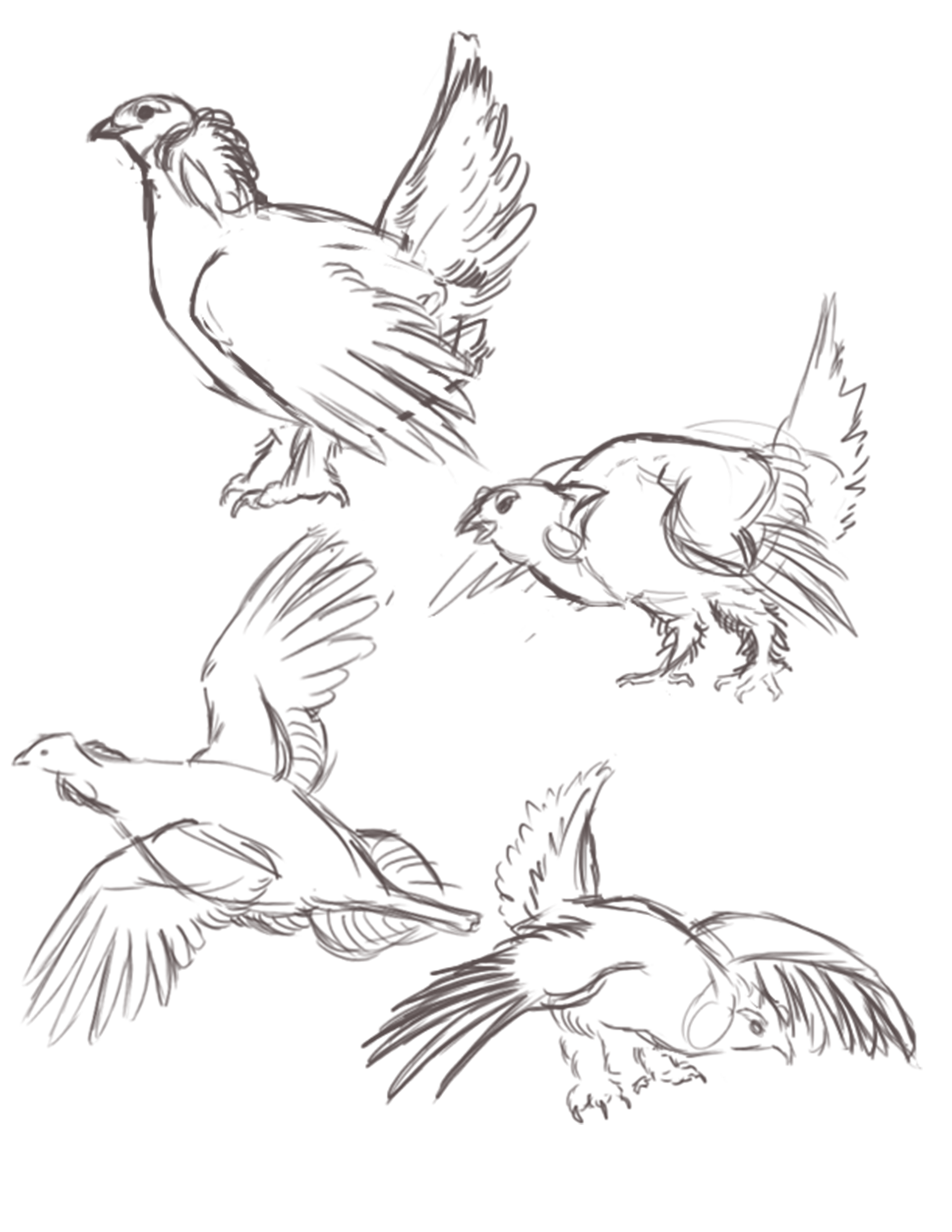 Sharp Tail Grouse Sketches