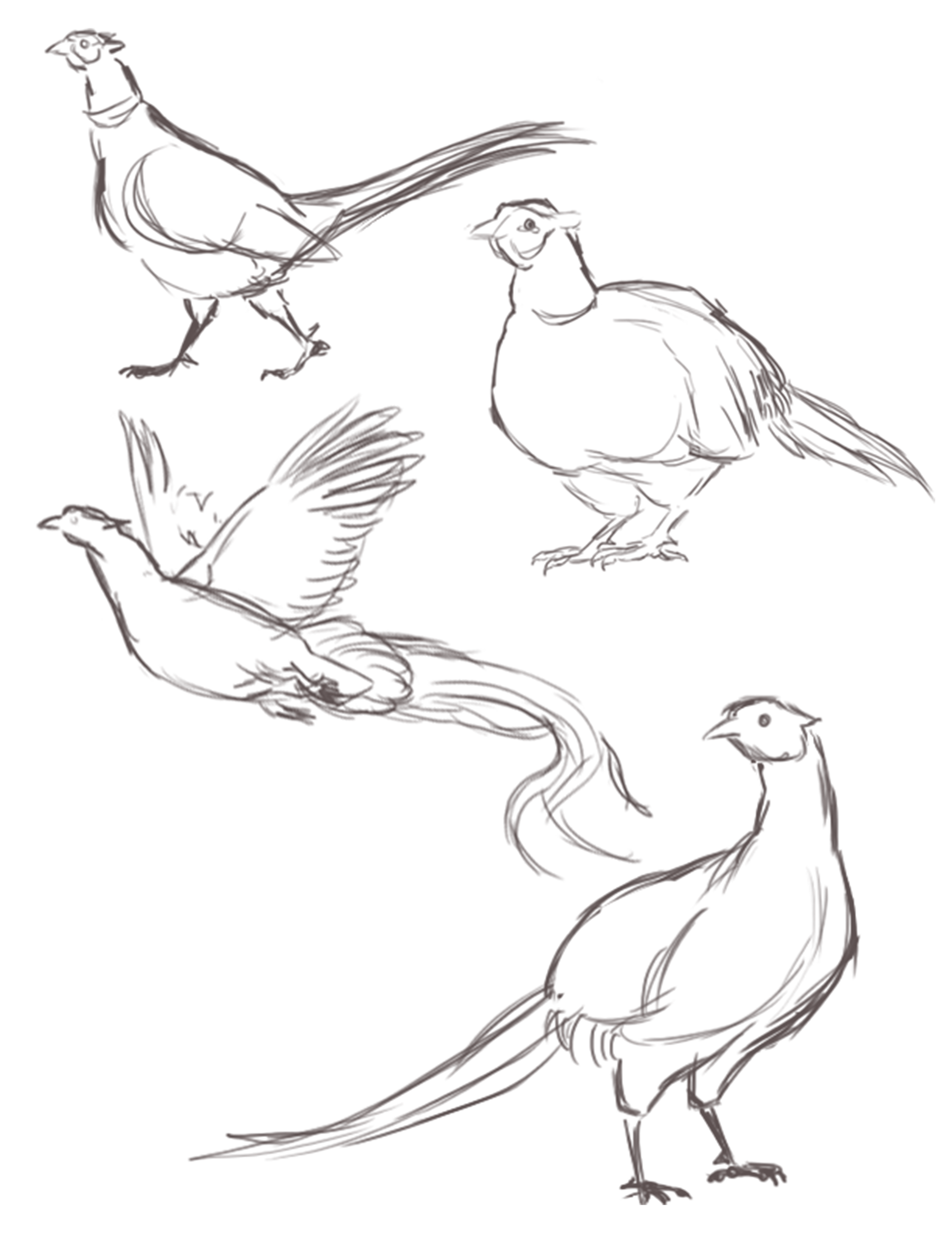 Pheasant Sketches