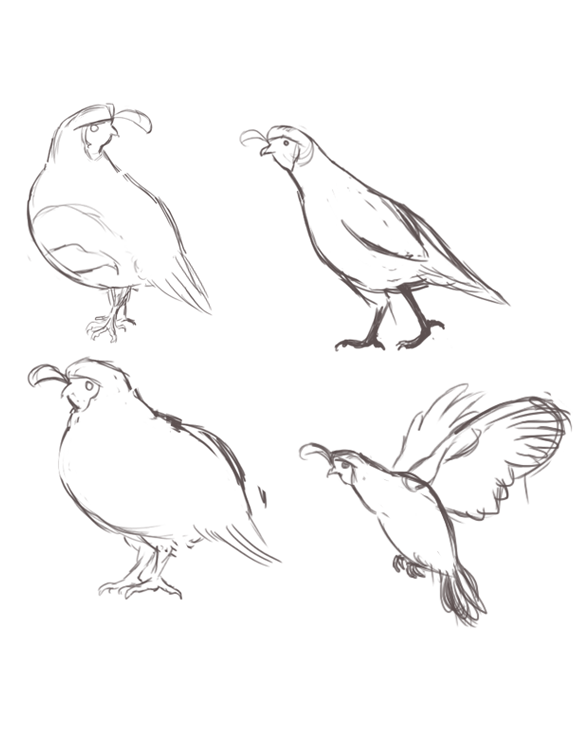 Gambels Quail Sketches