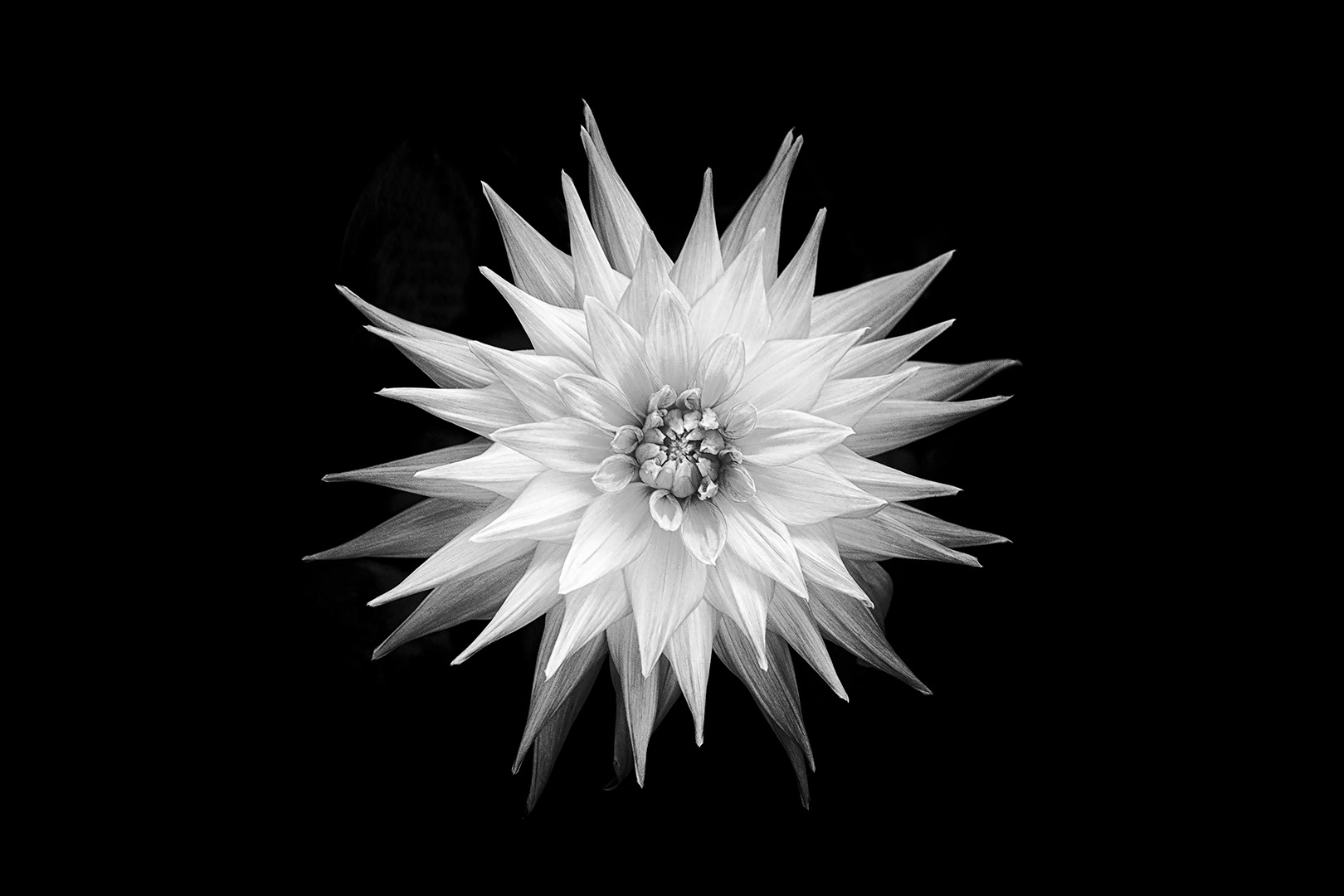 167-Comme un soleil-Photographe de l'année
