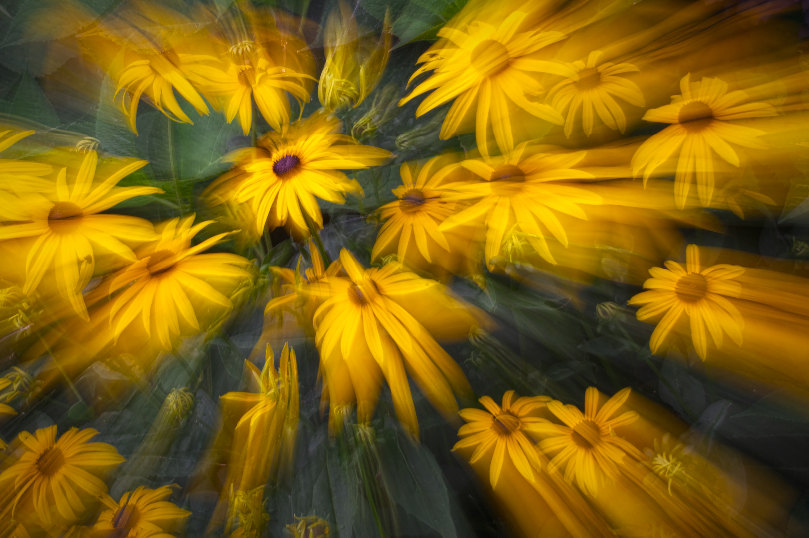70 - Dans un monde flou, les fleurs sont reines #16