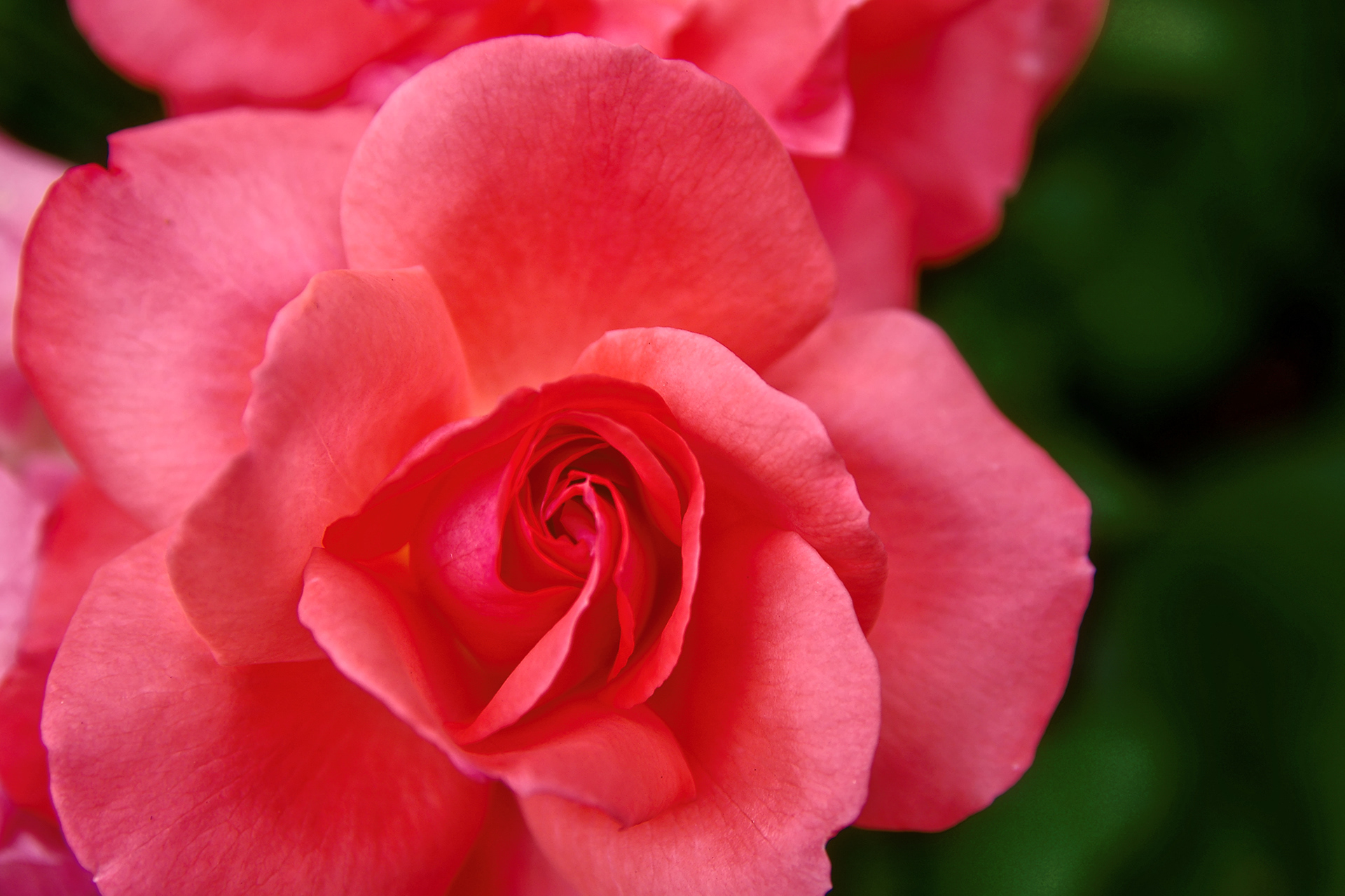 230- Rose, rose ne me piques pas
