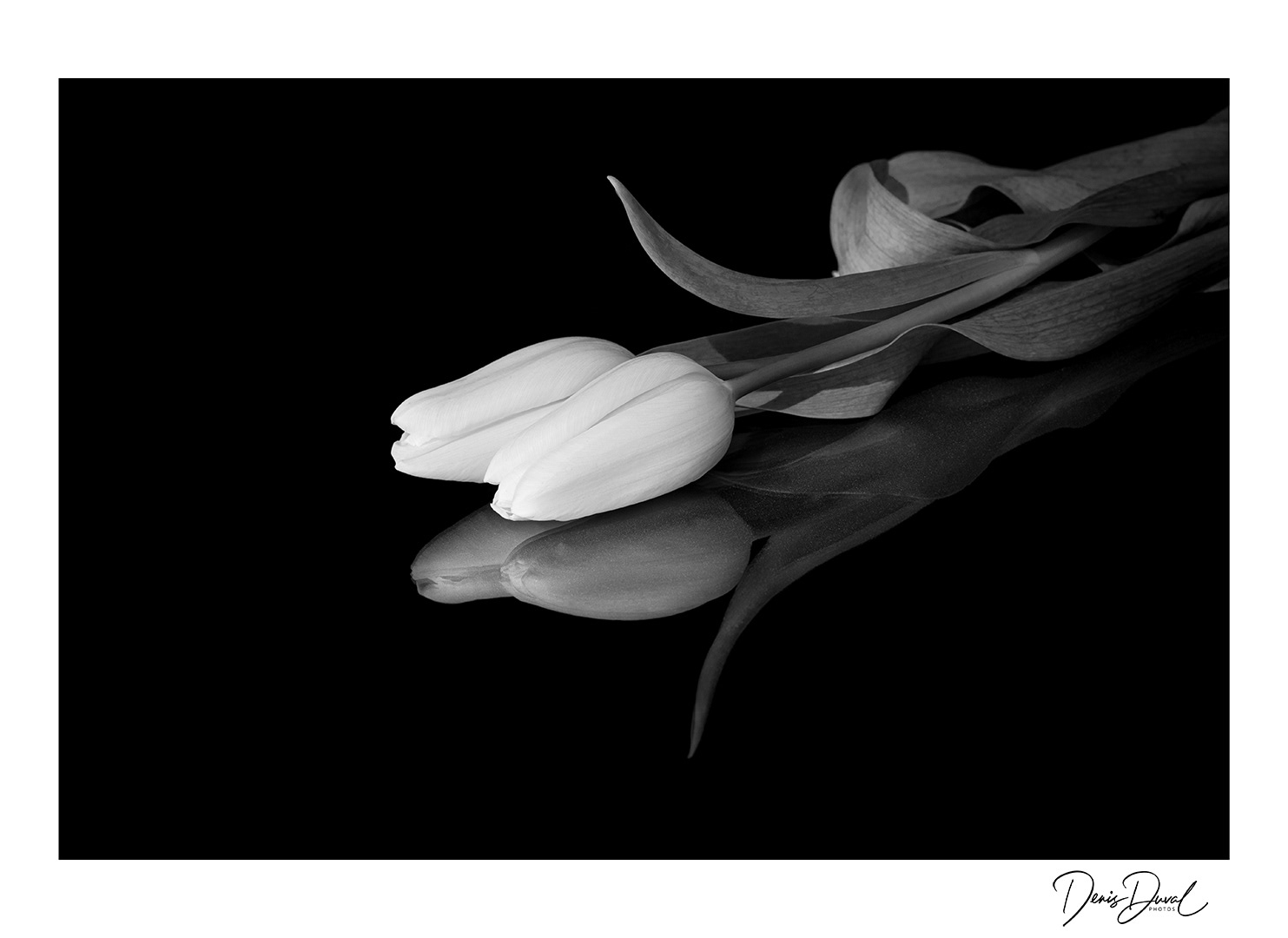 122-Tulipes