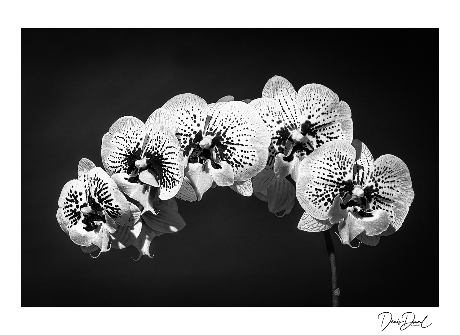 123-Orchidées
