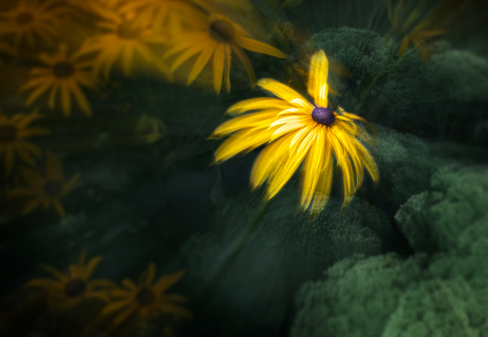 71 - Dans un monde flou, les fleurs sont reines #23