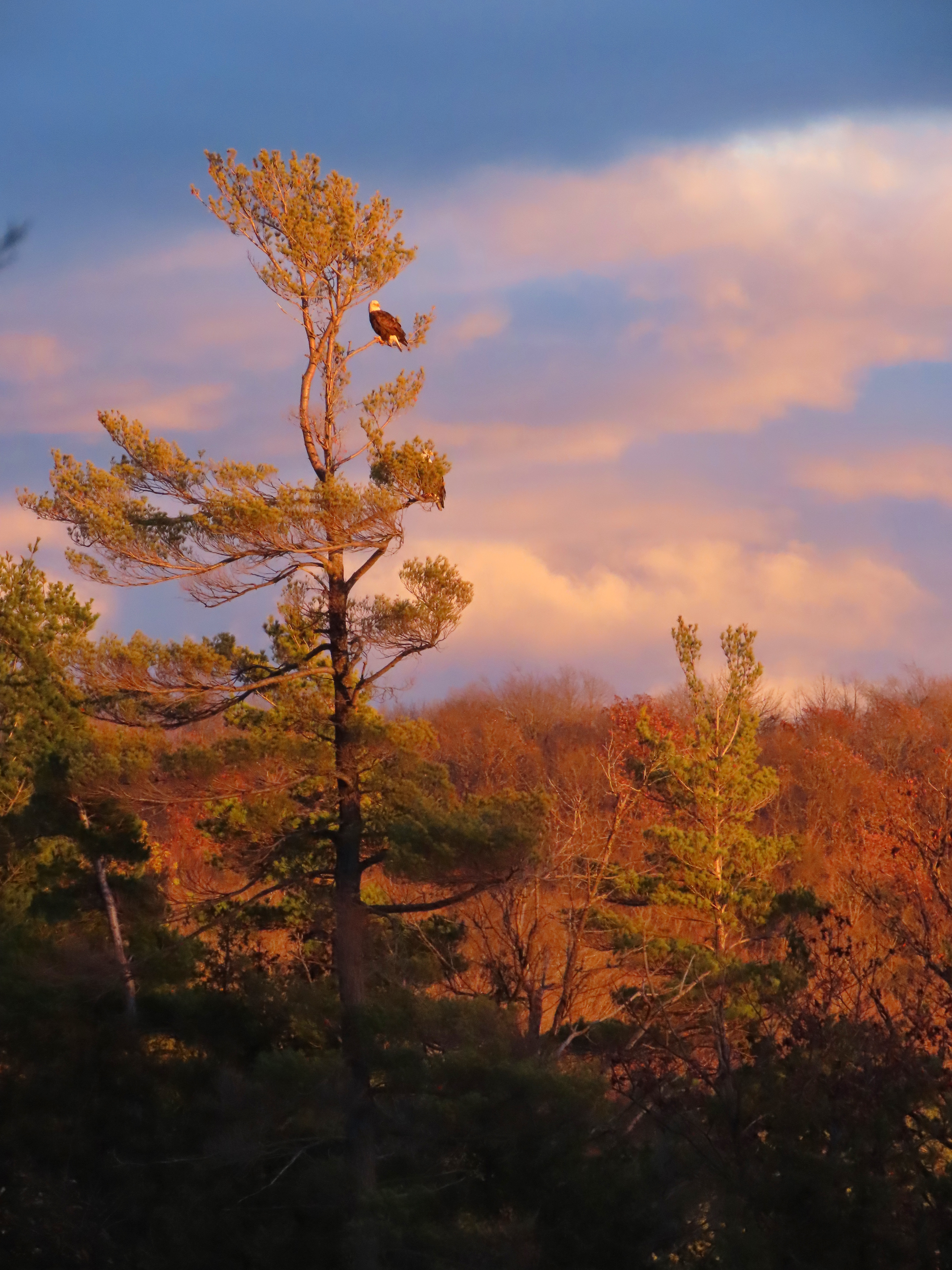 Bald Eagles at sunset