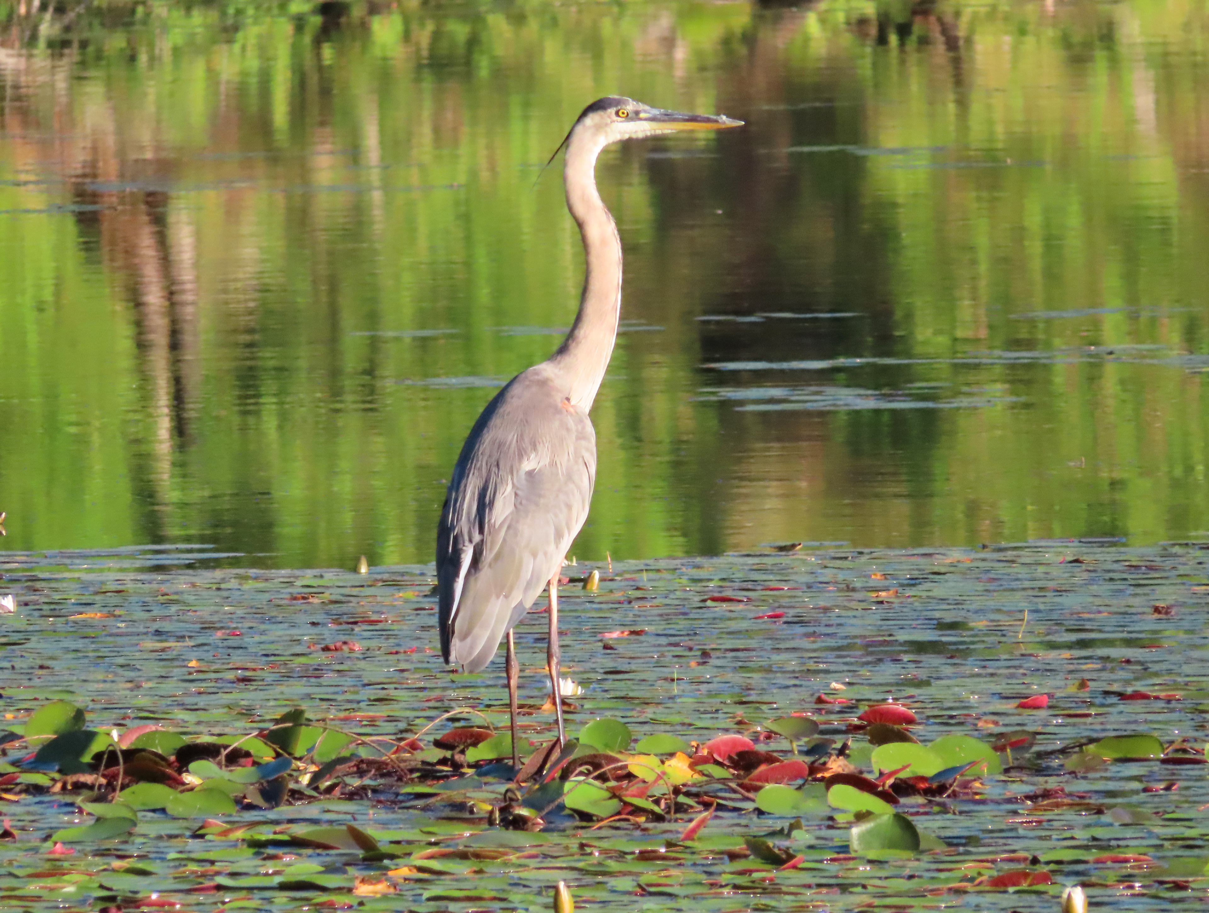 Great Blue Heron