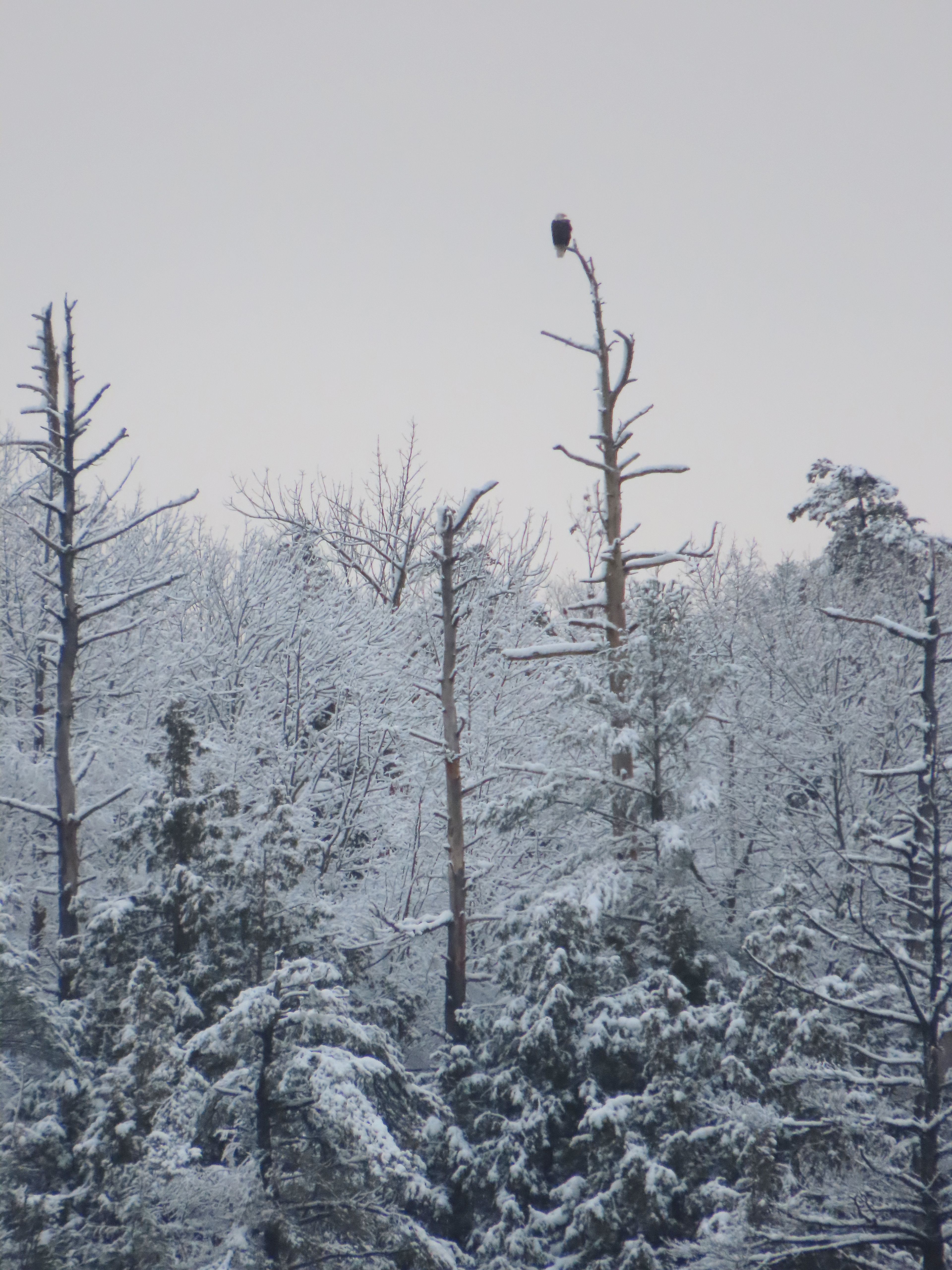 Bald Eagle