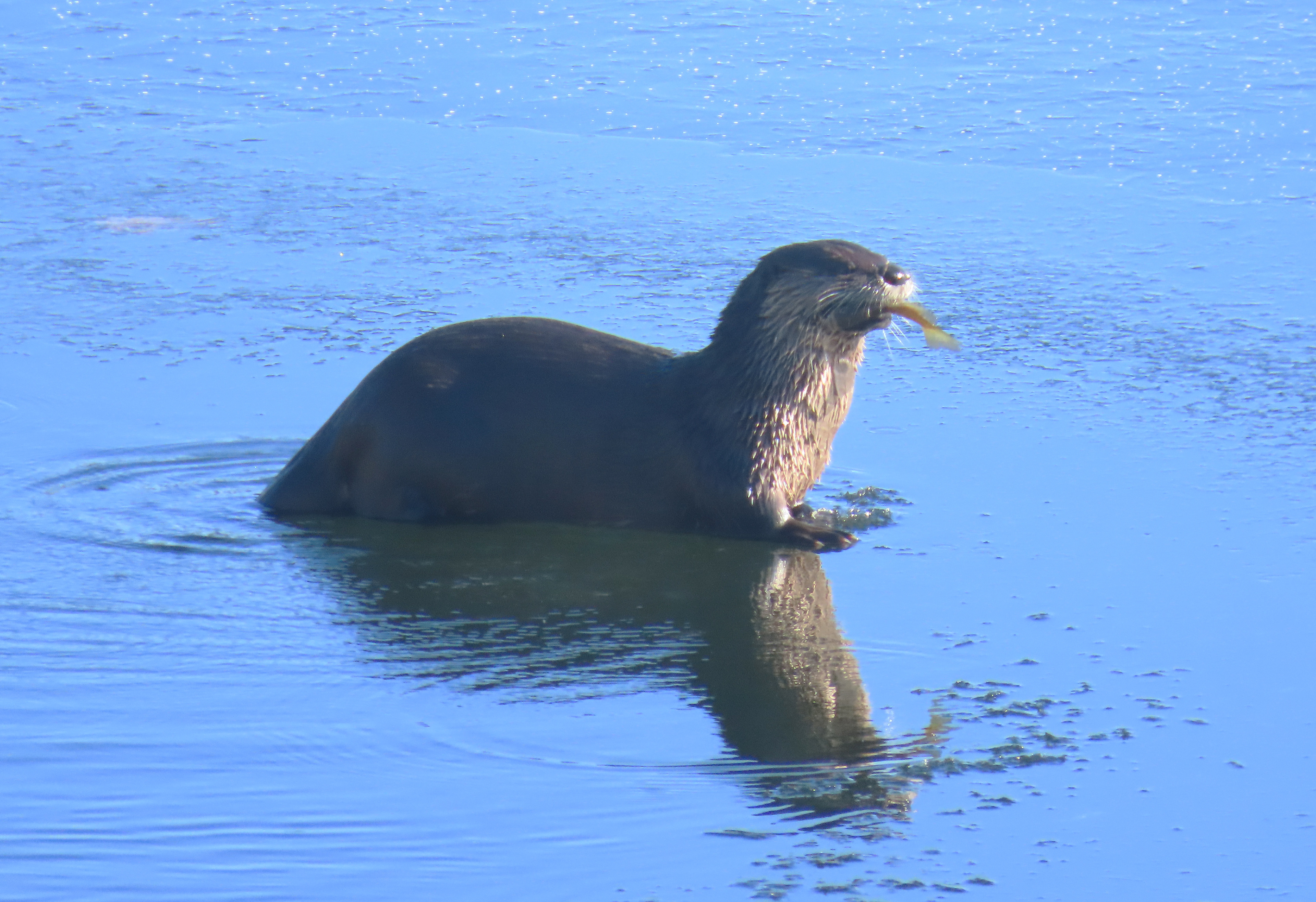 River Otter