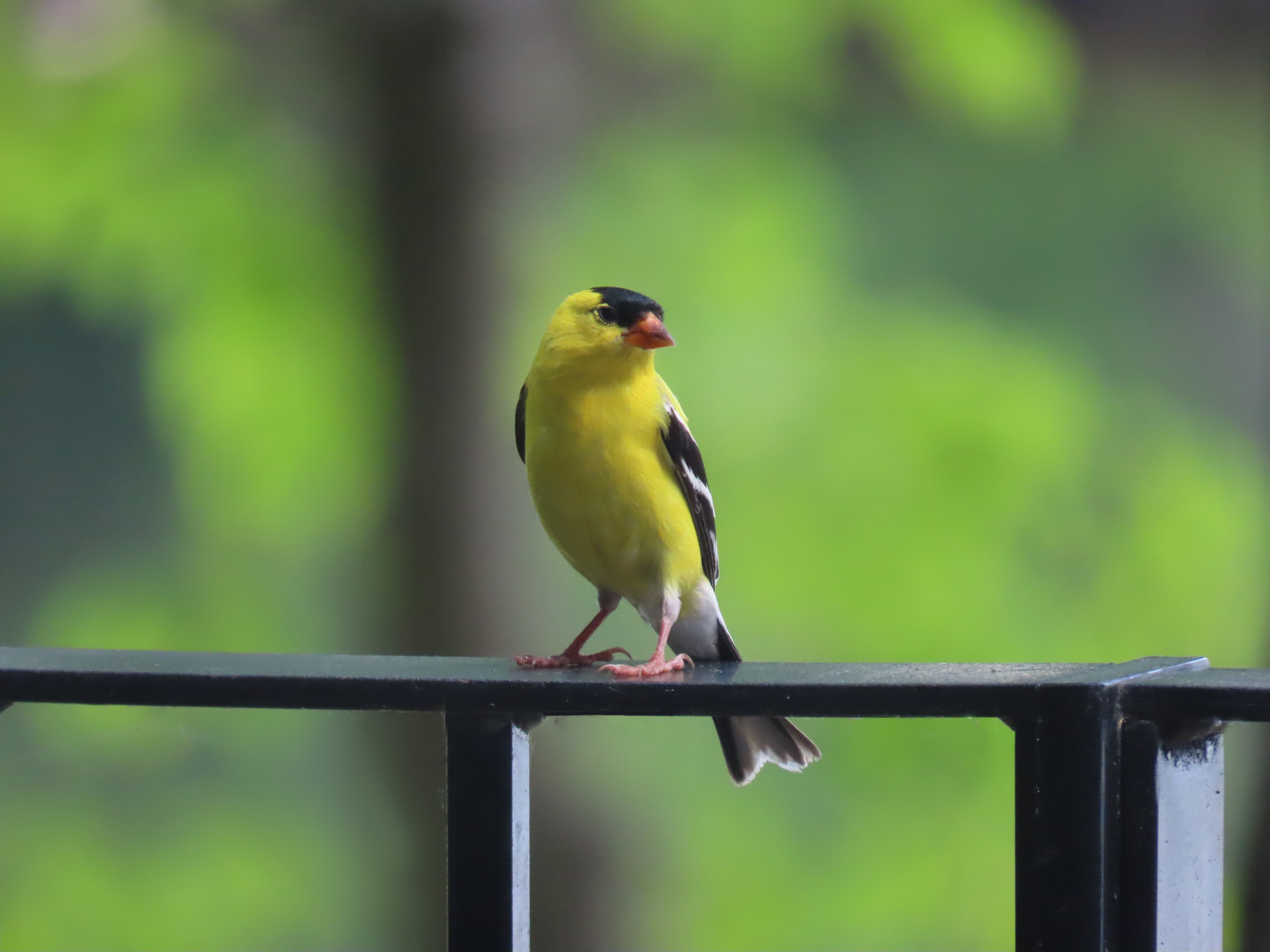 Goldfinch, male