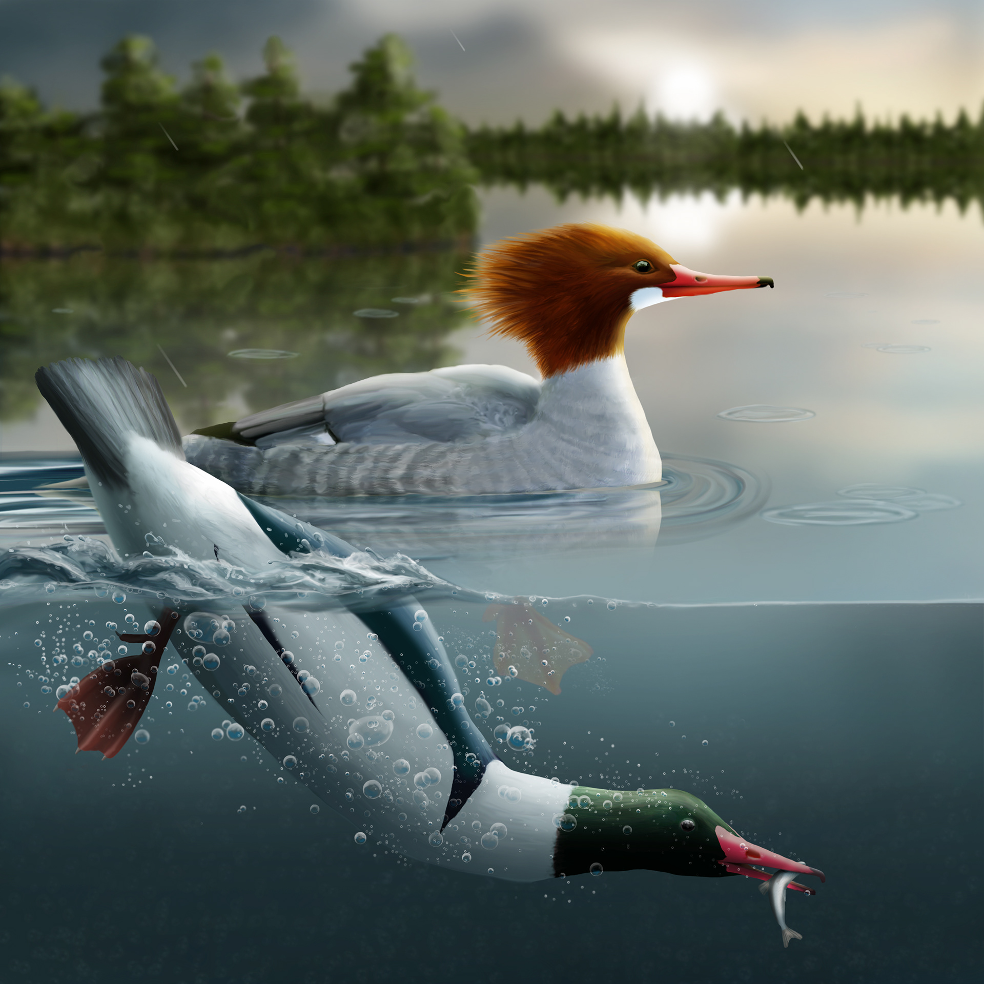 Common Mergansers